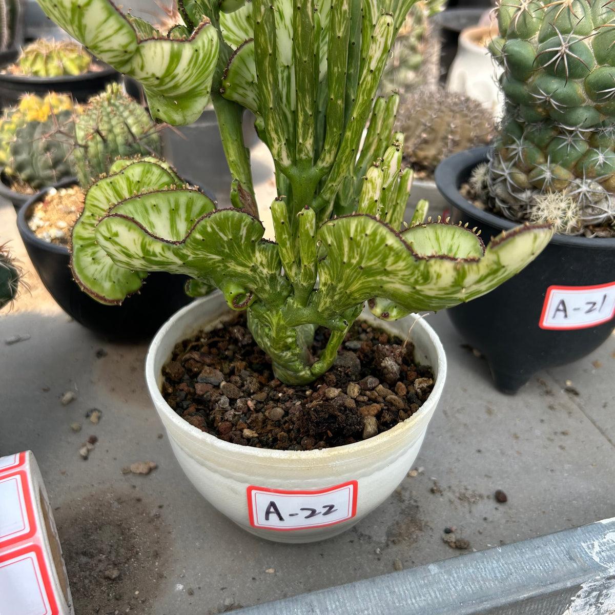 Crested Variegated Euphorbia sp. - BotanicalCollector