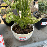 Crested Variegated Euphorbia sp. - BotanicalCollector