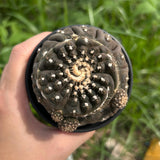 Gymnocalycium ragonesei