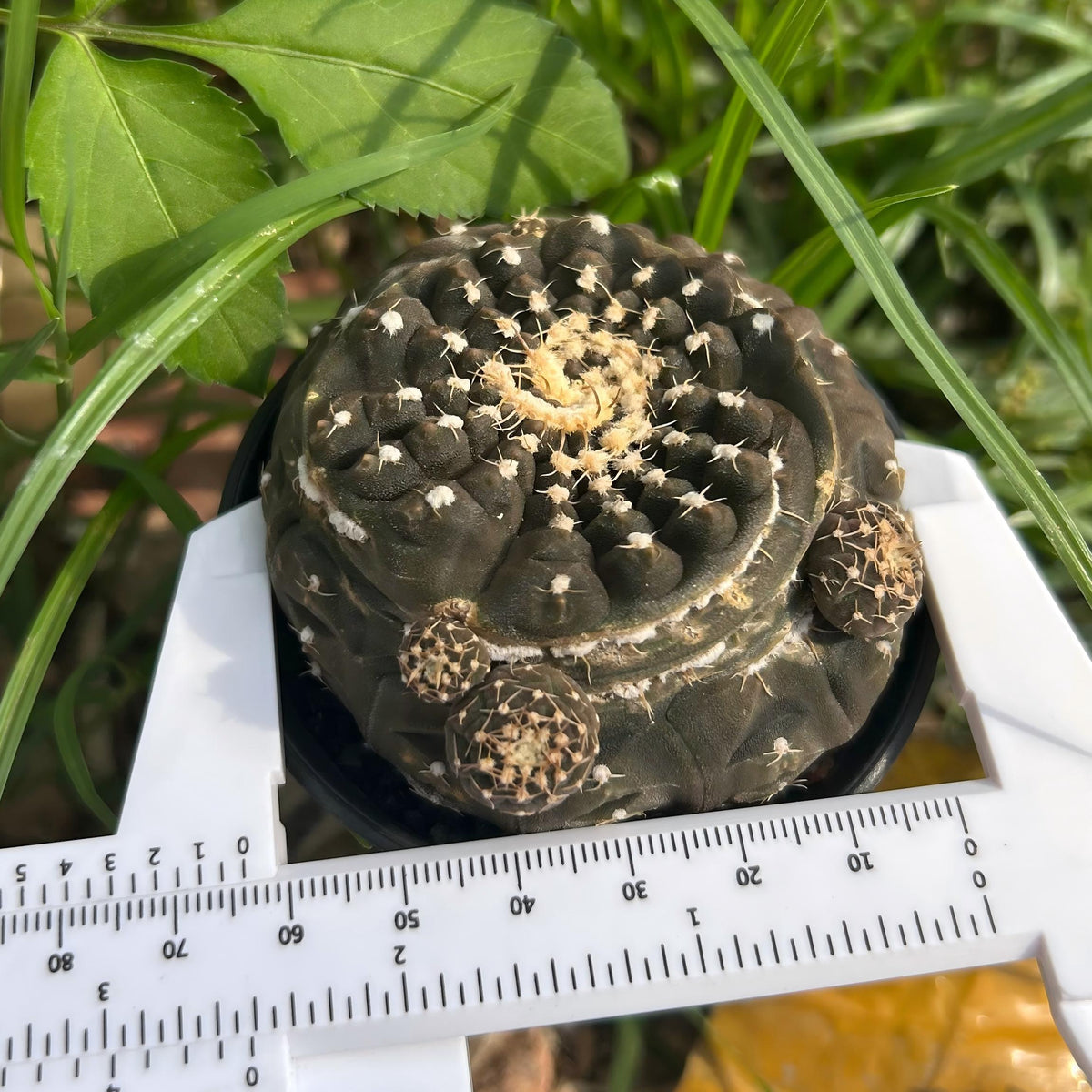 Gymnocalycium ragonesei