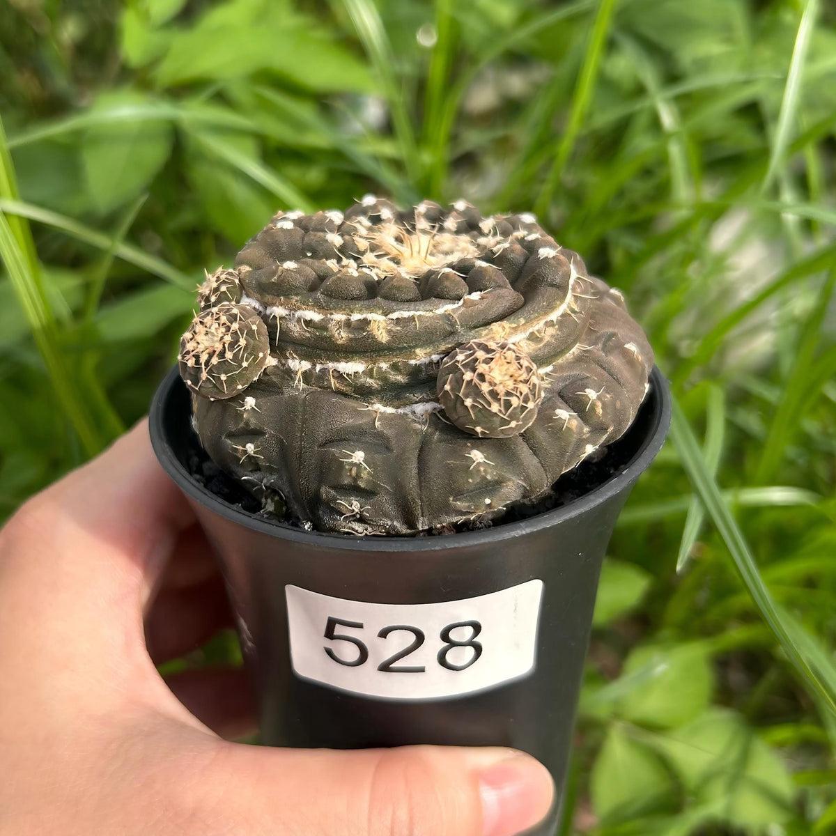 Gymnocalycium ragonesei