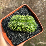 Euphorbia valida — plant photograph 2