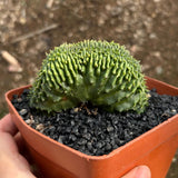 Euphorbia valida — plant photograph 1