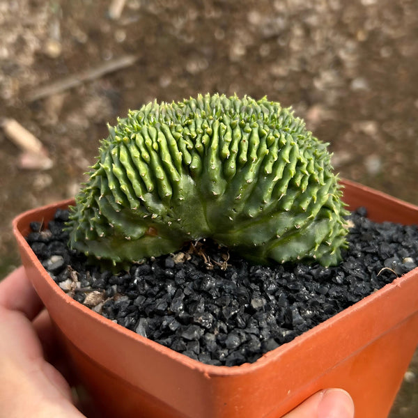 Euphorbia valida — plant photograph 1