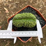 Euphorbia valida — plant photograph 3