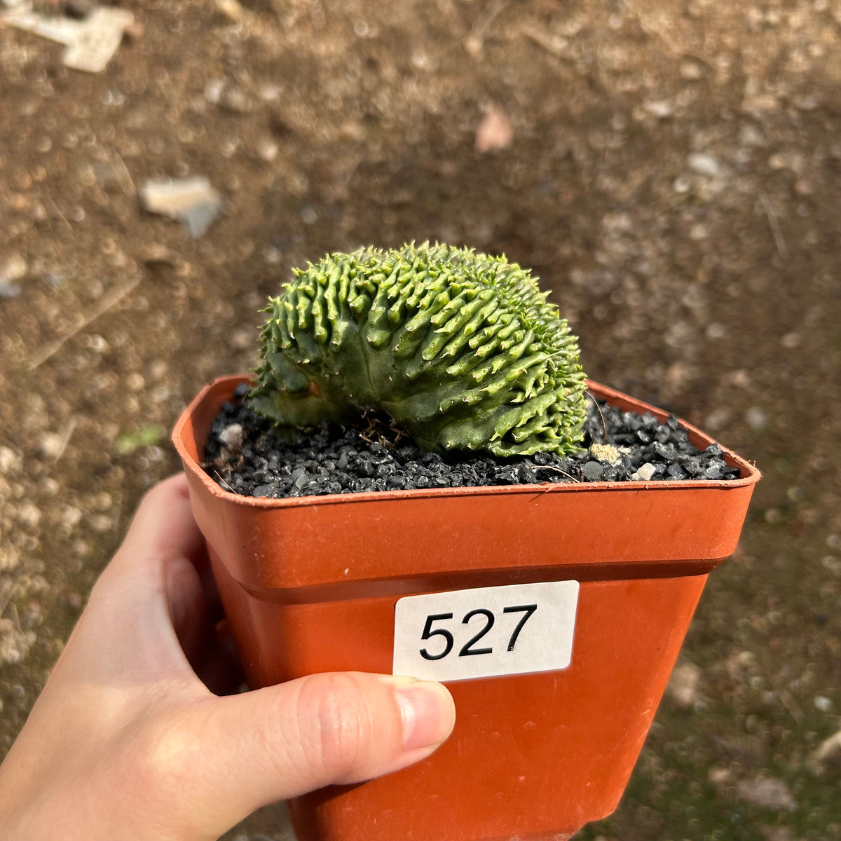 Euphorbia valida — plant photograph 4