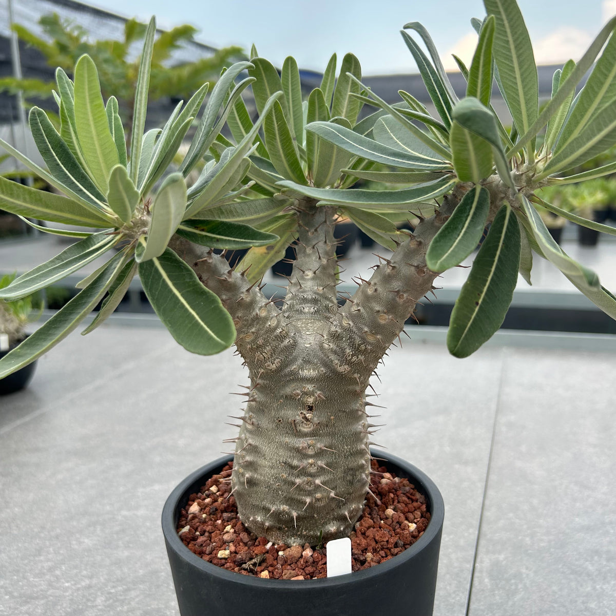Pachypodium rosulatum subs.cactipes