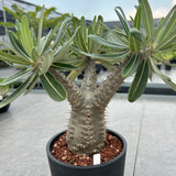 Pachypodium rosulatum subs.cactipes