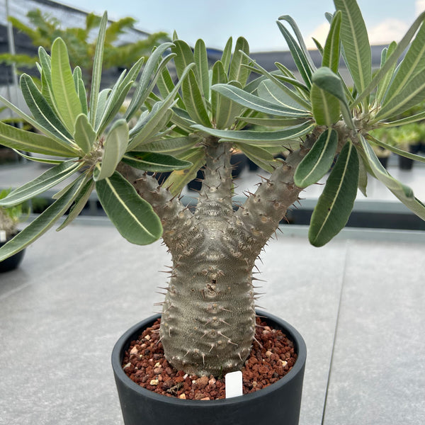 Pachypodium rosulatum subs.cactipes