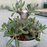 Pachypodium rosulatum subs.cactipes