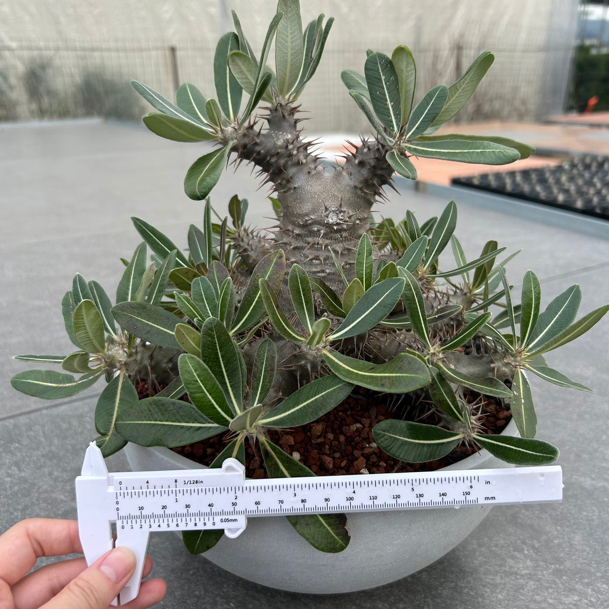 Pachypodium rosulatum subs.cactipes