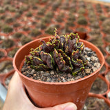 Echinopsis cv. Chocolate f. Monstrose