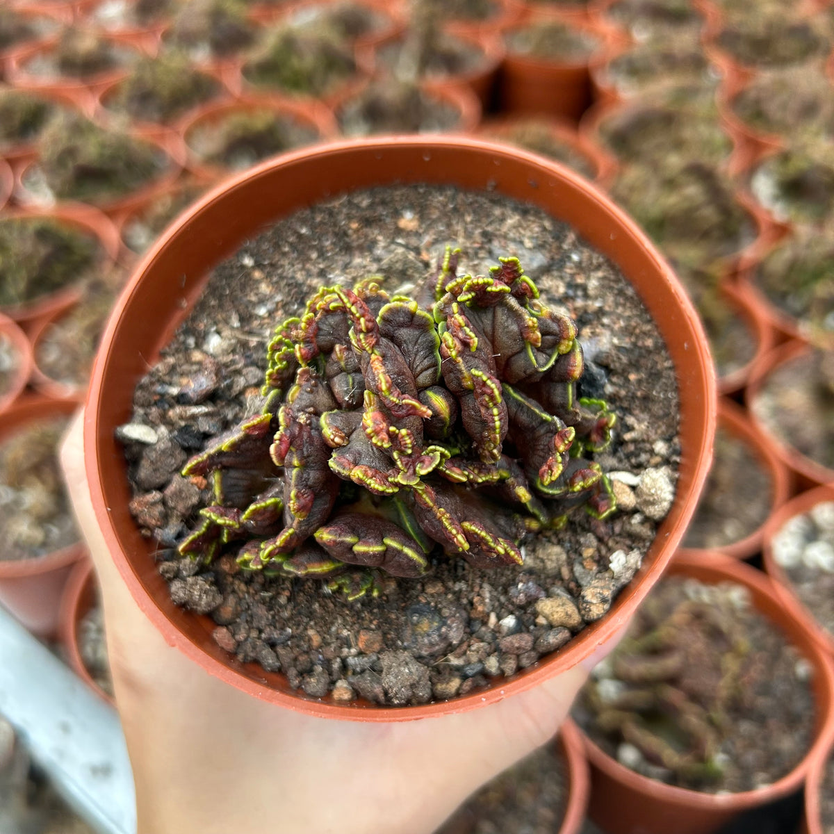 Echinopsis cv. Chocolate f. Monstrose