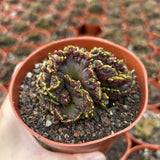 Echinopsis cv. Chocolate f. Monstrose