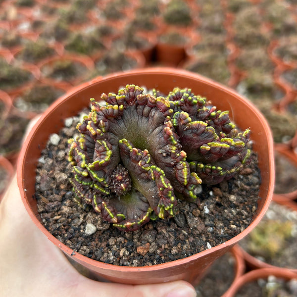 Echinopsis cv. Chocolate f. Monstrose