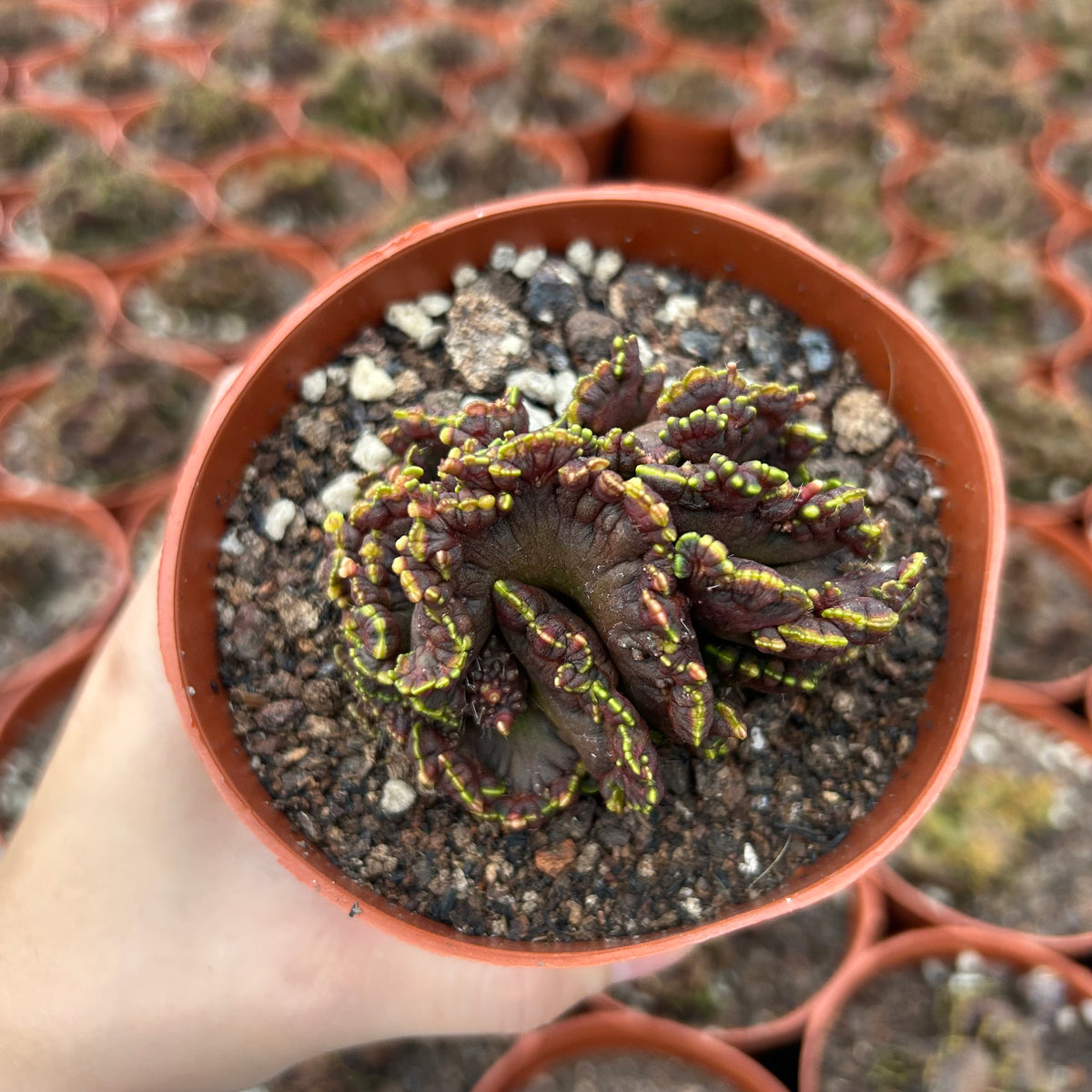Echinopsis cv. Chocolate f. Monstrose