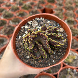 Echinopsis cv. Chocolate f. Monstrose