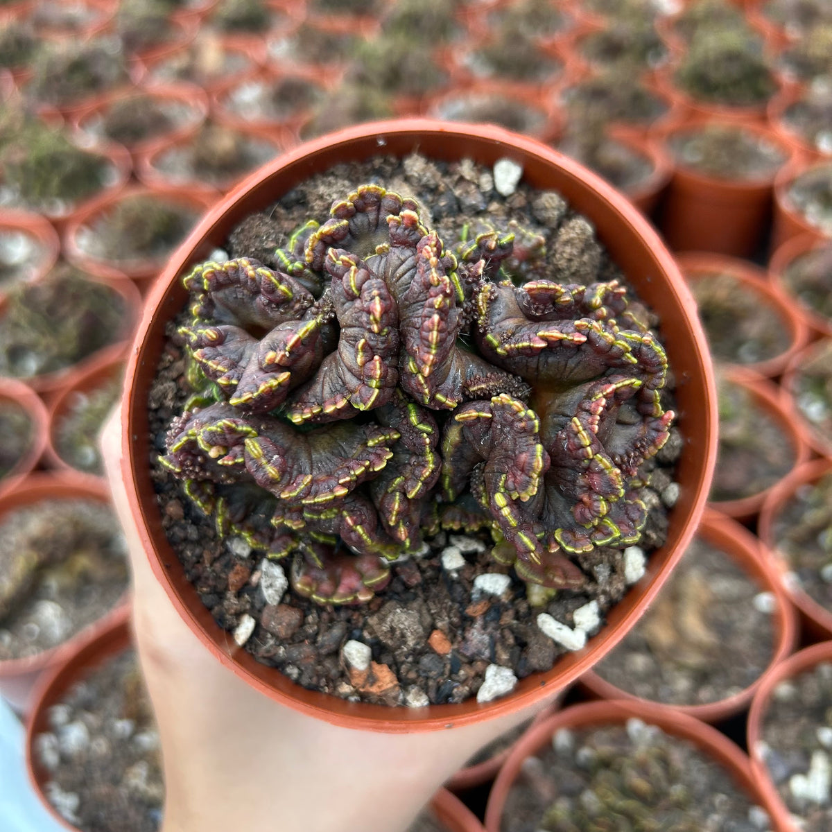 Echinopsis cv. Chocolate f. Monstrose
