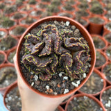 Echinopsis cv. Chocolate f. Monstrose