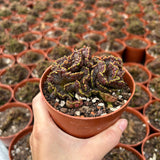 Echinopsis cv. Chocolate f. Monstrose