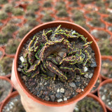 Echinopsis cv. Chocolate f. Monstrose