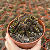 Echinopsis cv. Chocolate f. Monstrose