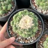 Coryphantha elephantidens inermis