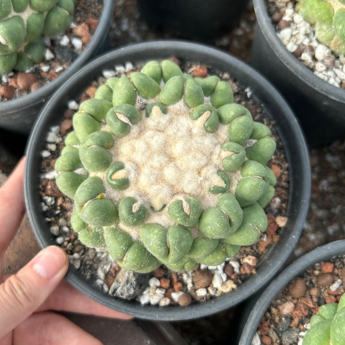 Coryphantha elephantidens inermis
