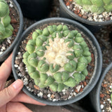 Coryphantha elephantidens inermis