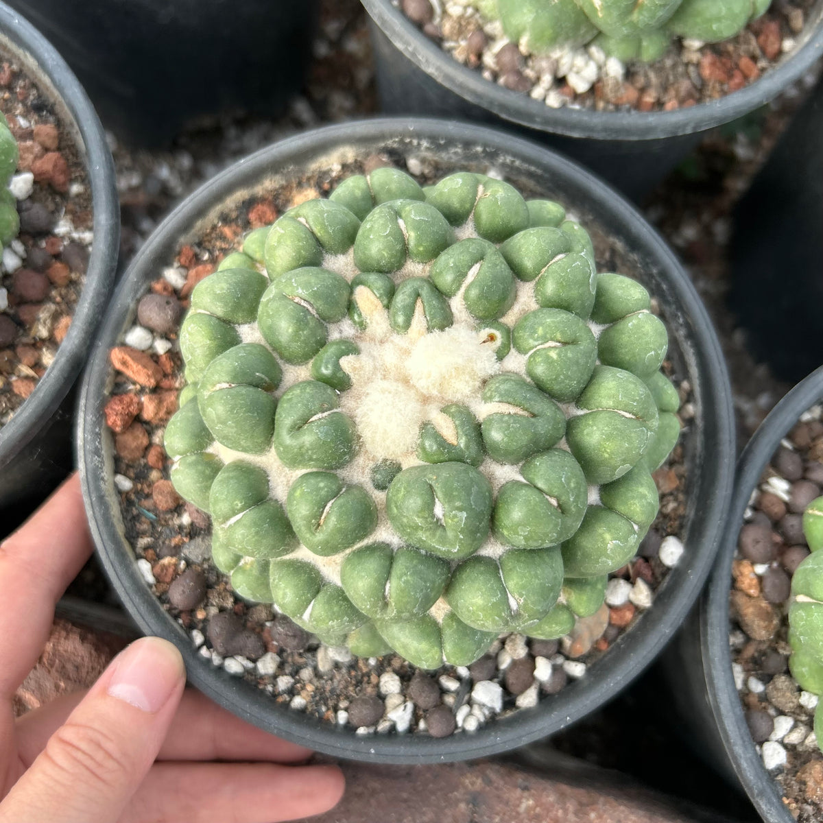 Coryphantha elephantidens inermis