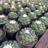 Coryphantha elephantidens inermis