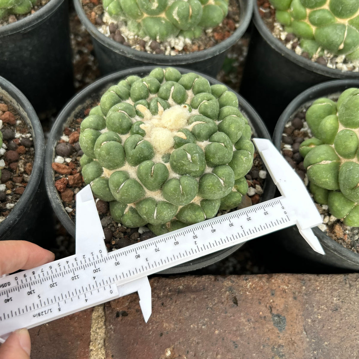 Coryphantha elephantidens inermis