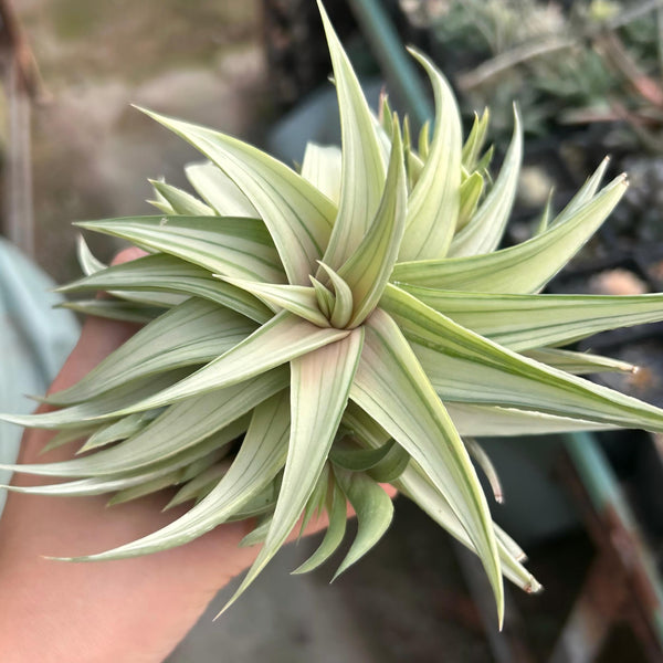Haworthia scabra