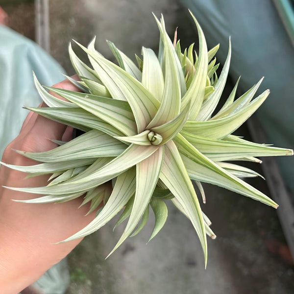 Haworthia scabra — Haworthia — listed size W8-10cm — Same Size Shipped — image 2: potted star-like clump of narrow pale green leaves
