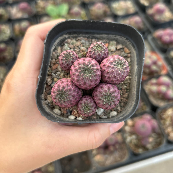 Sulcorebutia rauschii f. violacidermis