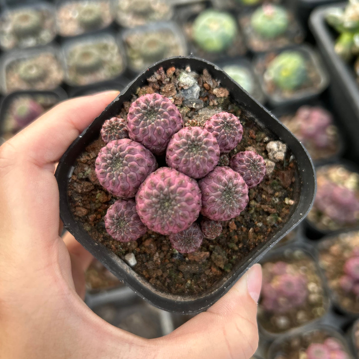 Sulcorebutia rauschii f. violacidermis