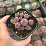 Sulcorebutia rauschii f. violacidermis
