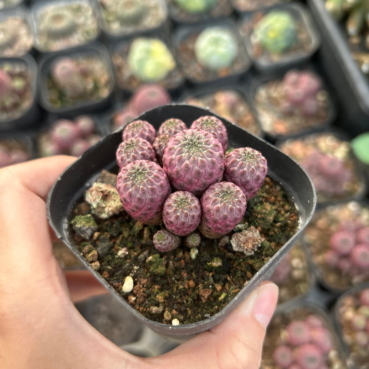 Sulcorebutia rauschii f. violacidermis