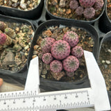 Sulcorebutia rauschii f. violacidermis