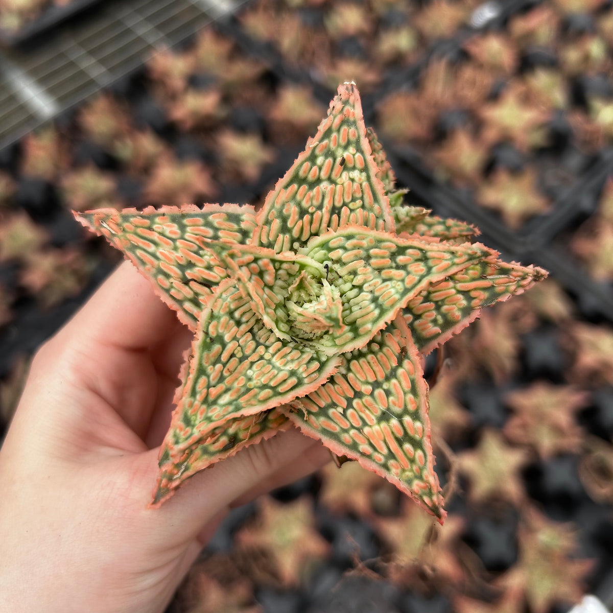 Aloe hybrid-Aloe-W4-6cm-image-44