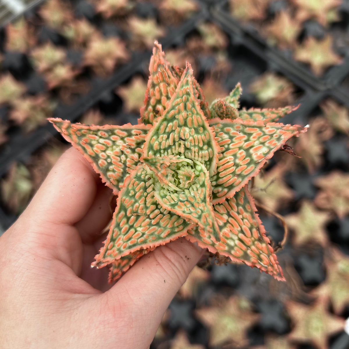 Aloe hybrid-Aloe-W4-6cm-image-45
