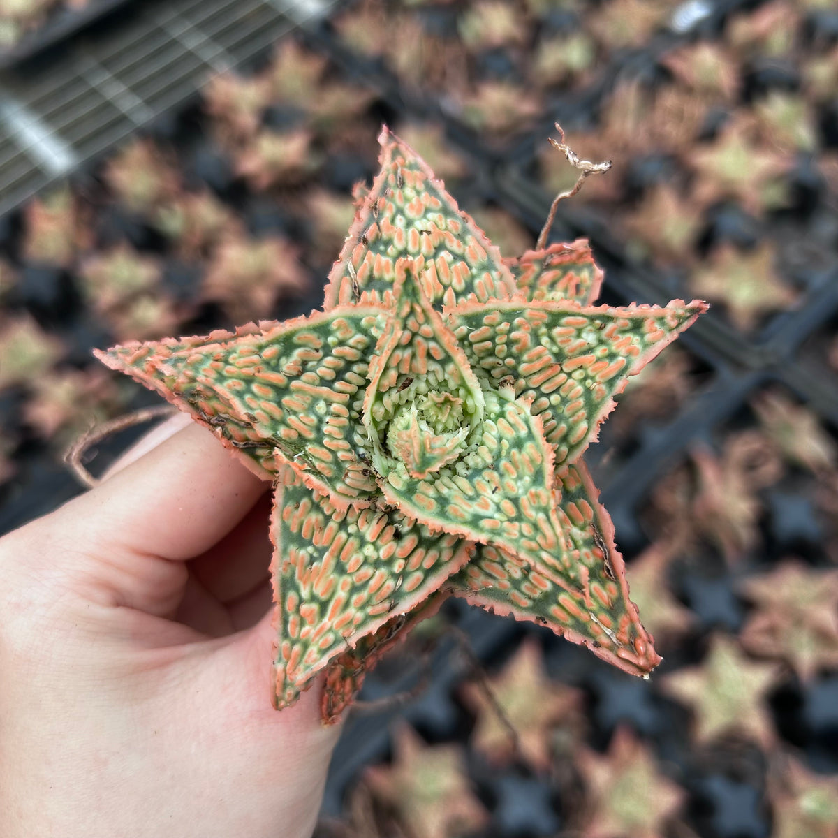 Aloe hybrid-Aloe-W4-6cm-image-46