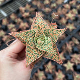 Aloe hybrid-Aloe-W4-6cm-image-46