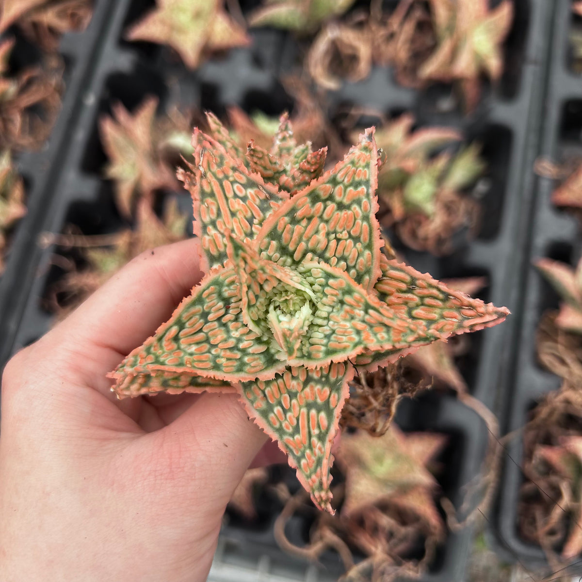 Aloe hybrid-Aloe-W4-6cm-image-47