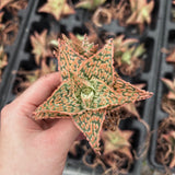 Aloe hybrid-Aloe-W4-6cm-image-47