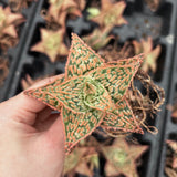 Aloe hybrid-Aloe-W4-6cm-image-48
