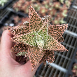 Aloe hybrid-Aloe-W4-6cm-image-23