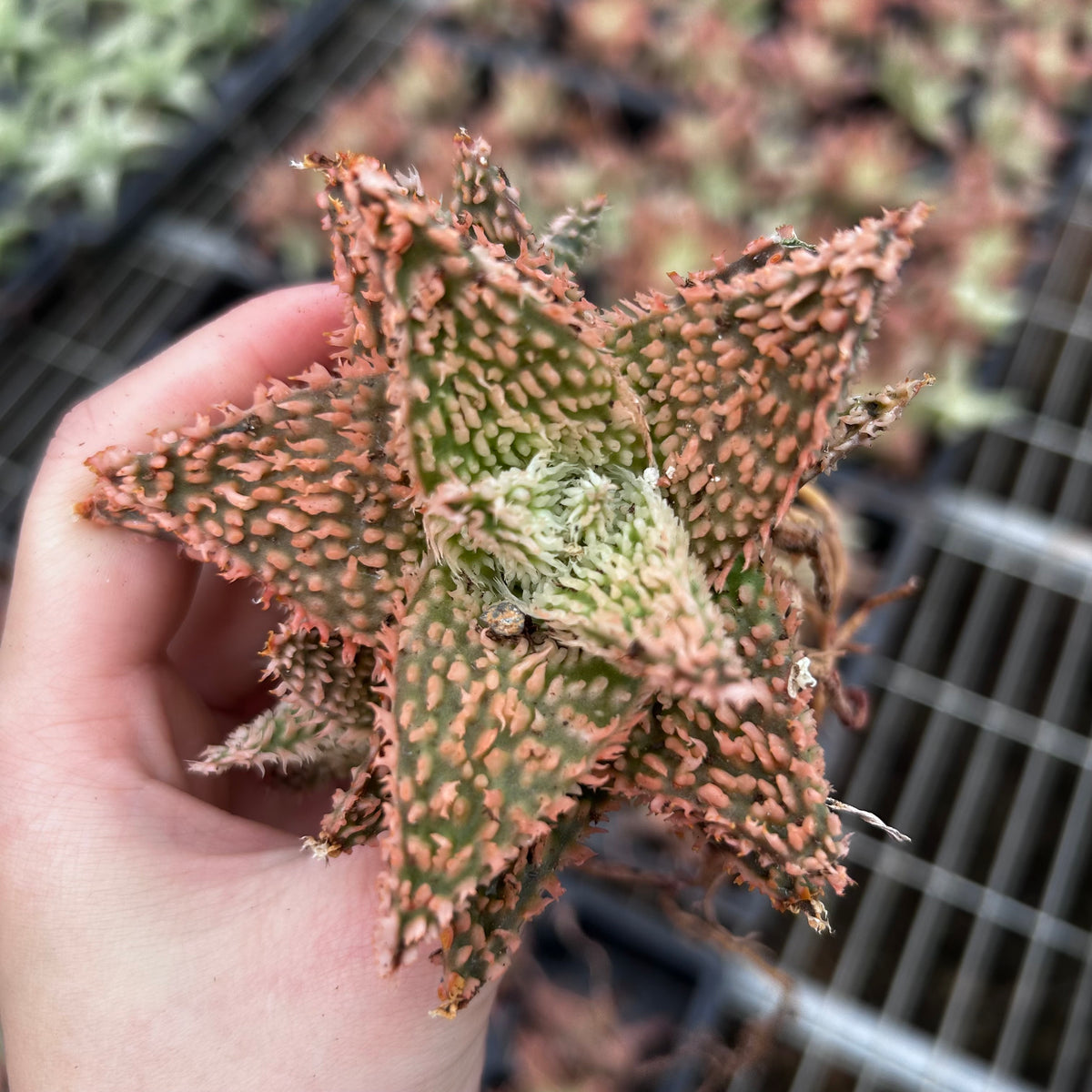 Aloe hybrid-Aloe-W4-6cm-image-24