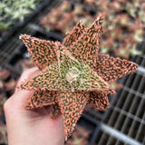 Aloe hybrid-Aloe-W4-6cm-image-25