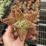 Aloe hybrid-Aloe-W4-6cm-image-26